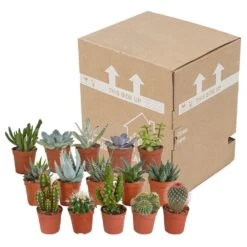 Cactus Et Succulentes, Box De 15 Plantes - H8cm, ø5,5cm - Plantes D'intérieur -Cactus Jardin Soldes Magasin 02478b3ba3355e15