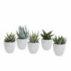 Gasteria, Haworthia Et Leurs Caches-pots Blancs, Box De 5 Plantes - H8cm, ø6cm - Plantes D'intérieur -Cactus Jardin Soldes Magasin 025a688e9f5ad808