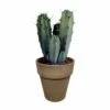 Myrtillocactus - H40cm, ø17cm - Plante D'intérieur Facile D'entretien -Cactus Jardin Soldes Magasin 04e25bc011a942e5