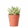 Echeveria Miranda - H13cm, ø9cm - Plante D'intérieur -Cactus Jardin Soldes Magasin 0845f7d7933743ac