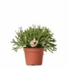 Rhipsalis Baccifera - H10cm, ø6cm - Plante D'intérieur -Cactus Jardin Soldes Magasin 0c779f26269abae2