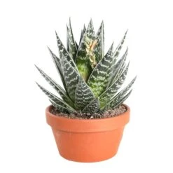 Cactus Et Succulente Mix : Pot D.17cm - H.20cm -Cactus Jardin Soldes Magasin 1024299 006