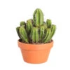Cactus Et Succulente Mix : Pot D.17cm - H.20cm -Cactus Jardin Soldes Magasin 1024299 1717063