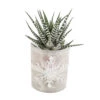 Haworthia En Verrerie H18cm X D9cm -Cactus Jardin Soldes Magasin 1041225 1729363