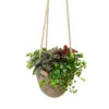 Succulentes En Sac De Jute, Pot D20cm- Variétés Variables -Cactus Jardin Soldes Magasin 1043521 1732270