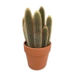 Cactus : H40cm Pot Terre Cuite D20 Cm -Cactus Jardin Soldes Magasin 1043860 004