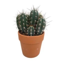 Cactus : H40cm Pot Terre Cuite D20 Cm -Cactus Jardin Soldes Magasin 1043860 005