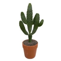 Cactus : H40cm Pot Terre Cuite D20 Cm -Cactus Jardin Soldes Magasin 1043860 006