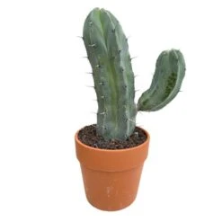 Cactus : H40cm Pot Terre Cuite D20 Cm -Cactus Jardin Soldes Magasin 1043860 007