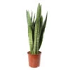 Sansevieria ' Zeylanica' H75cm : Pot D21cm -Cactus Jardin Soldes Magasin 1043880 1732615