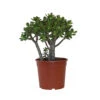 Crassula Ovata 'Minor' H30cm : Pot D17cm -Cactus Jardin Soldes Magasin 1055574 2001848