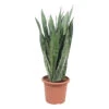 Sansevieria ' Zeylanica' H85cm : Pot D25cm -Cactus Jardin Soldes Magasin 1055637 2002031