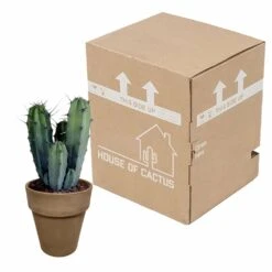 Myrtillocactus - H40cm, ø17cm - Plante D'intérieur Facile D'entretien -Cactus Jardin Soldes Magasin 119cfd77764afc00