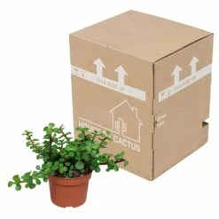 Portulacaria Afra - H25cm, ø10,5cm - Plante D'intérieur -Cactus Jardin Soldes Magasin 14989b04955025a5