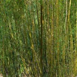 Bambou : Pot De 5 Litres -Cactus Jardin Soldes Magasin 15449 003