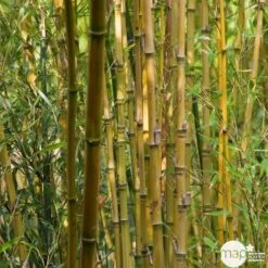 Bambou : Pot De 5 Litres -Cactus Jardin Soldes Magasin 15449 004