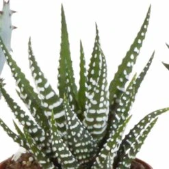 Gasteria, Haworthia Et Leurs Caches-pots, Box De 5 Plantes - H11cm, ø6,5cm - Plantes D'intérieur -Cactus Jardin Soldes Magasin 15aaf867e861acbf