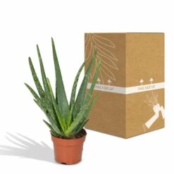 Aloe Vera - H30cm, ø12cm - Plante D'intérieur Succulente -Cactus Jardin Soldes Magasin 16c113bef3fab416