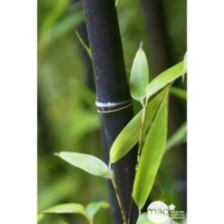 Bambou Moyen Phyllostachys Nigra 150/200 Cm: Pot De 18 Litres -Cactus Jardin Soldes Magasin 170450 001