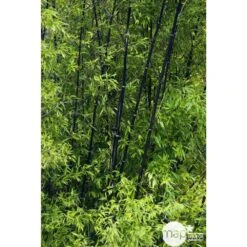 Bambou Moyen Phyllostachys Nigra 150/200 Cm: Pot De 18 Litres -Cactus Jardin Soldes Magasin 170450 002