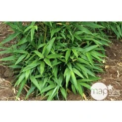 Bambou Moyen Phyllostachys Nigra 150/200 Cm: Pot De 18 Litres -Cactus Jardin Soldes Magasin 170450 003