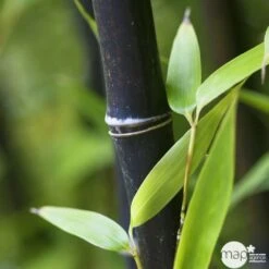 Bambou Moyen Phyllostachys Nigra 150/200 Cm: Pot De 18 Litres -Cactus Jardin Soldes Magasin 170450 004