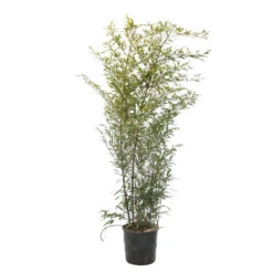 Bambou Moyen Phyllostachys Nigra 150/200 Cm: Pot De 18 Litres -Cactus Jardin Soldes Magasin 170450 2058667