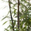 Bambou Moyen Phyllostachys Nigra 150/200 Cm: Pot De 18 Litres -Cactus Jardin Soldes Magasin 170450 2058670