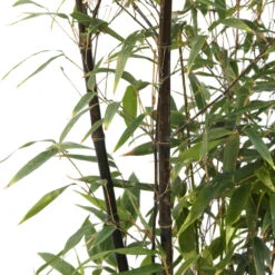 Bambou Moyen Phyllostachys Nigra 150/200 Cm: Pot De 18 Litres