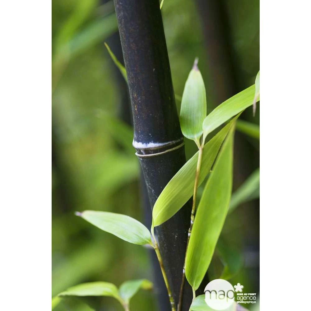 Bambou Moyen Phyllostachys Nigra: Pot De 70 Litres 3 Bambou Moyen Phyllostachys Nigra: Pot De 70 Litres
