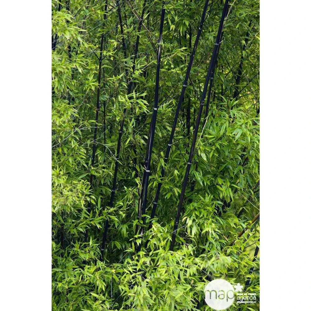 Bambou Moyen Phyllostachys Nigra: Pot De 70 Litres 5 Bambou Moyen Phyllostachys Nigra: Pot De 70 Litres – Image 3