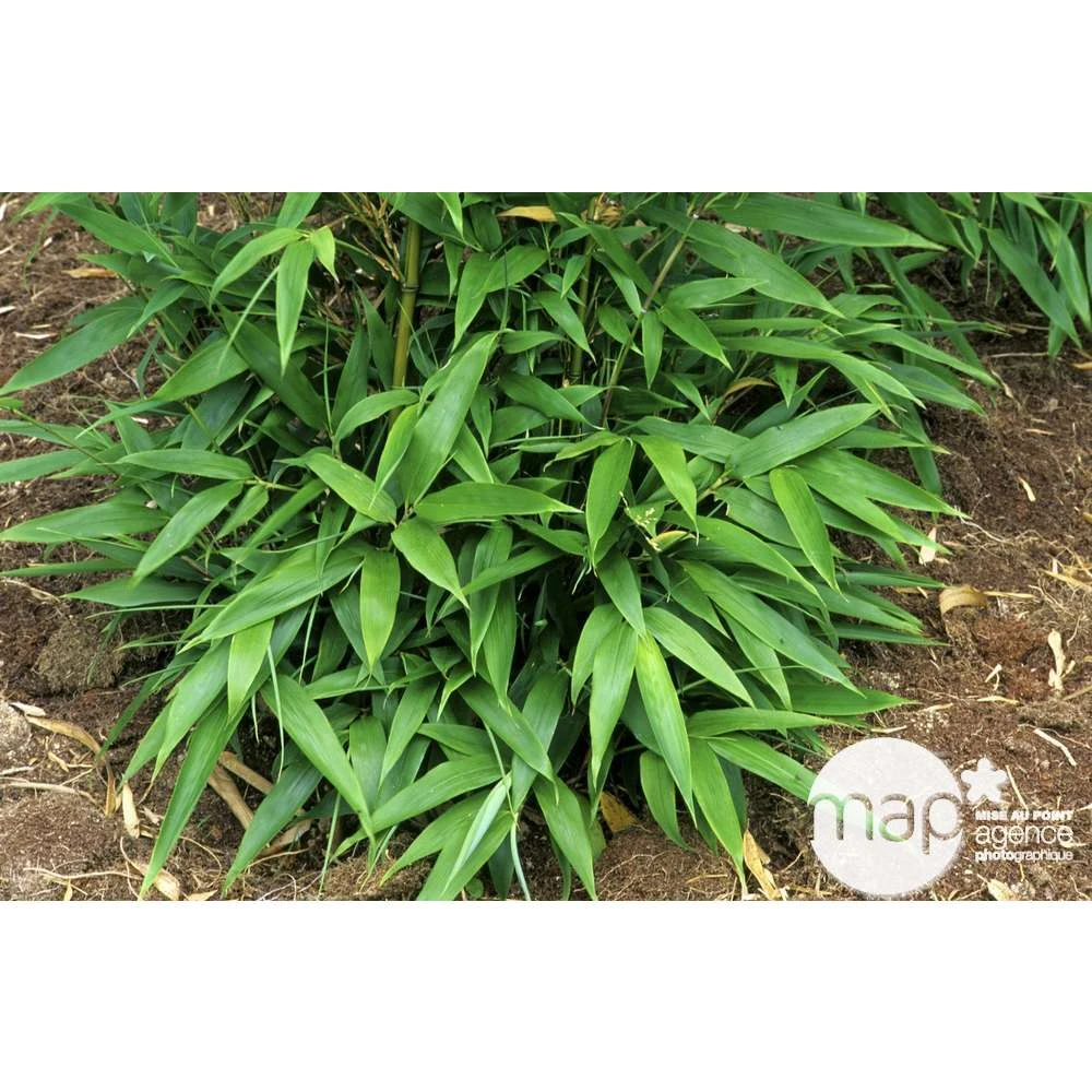 Bambou Moyen Phyllostachys Nigra: Pot De 70 Litres 4 Bambou Moyen Phyllostachys Nigra: Pot De 70 Litres – Image 2