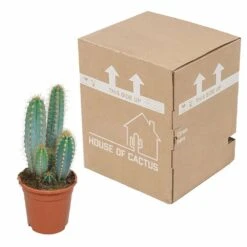 Pilosocereus Azureus - H40cm, ø17cm - Plante D'intérieur -Cactus Jardin Soldes Magasin 18c76fad916e457c