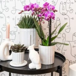 Haworthia - H11cm, ø6cm - Plante D'intérieur -Cactus Jardin Soldes Magasin 1dcd91ab4fa67002