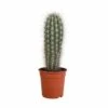 Pachycereus Pringlei - H40cm, ø17cm - Plante D'intérieur -Cactus Jardin Soldes Magasin 2334e26dfb6c1be2
