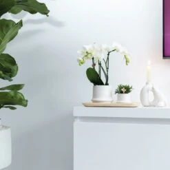 Haworthia Limifolia Et Son Cache-pot Blanc - H16cm, ø9cm - Plante D'intérieur -Cactus Jardin Soldes Magasin 234d780d32d03d45