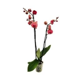 Orchidée Phalaeonopsis 2 Tiges - Pot D.12 Cm -Cactus Jardin Soldes Magasin 261303 016