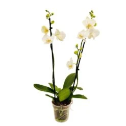 Orchidée Phalaeonopsis 2 Tiges - Pot D.12 Cm -Cactus Jardin Soldes Magasin 261303 017