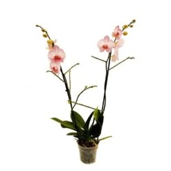 Orchidée Phalaeonopsis 2 Tiges - Pot D.12 Cm -Cactus Jardin Soldes Magasin 261303 018