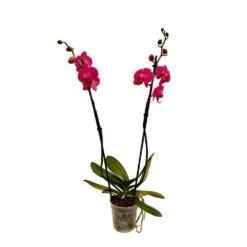 Orchidée Phalaeonopsis 2 Tiges - Pot D.12 Cm -Cactus Jardin Soldes Magasin 261303 020
