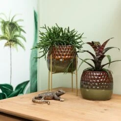 Cactus Jardin Soldes Magasin -Cactus Jardin Soldes Magasin 2e8d3bdc2506711c