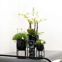 Rhipsalis Baccifera - H10cm, ø6cm - Plante D'intérieur -Cactus Jardin Soldes Magasin 30cc427b0a29f939