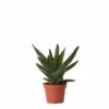 Aloe Brevifolia - H14cm, ø6cm - Plante D'intérieur Facile D'entretien -Cactus Jardin Soldes Magasin 347af5d33b044b54