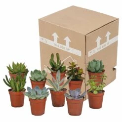 Succulentes, Box De 10 Plantes - H13cm, ø5,5cm - Plantes D'intérieur -Cactus Jardin Soldes Magasin 34c5cec915ff5cc9