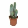 Pilosocereus Azureus - H40cm, ø17cm - Plante D'intérieur -Cactus Jardin Soldes Magasin 37421b3778f56b7f