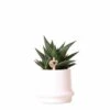 Haworthia Limifolia Et Son Cache-pot Blanc - H16cm, ø9cm - Plante D'intérieur -Cactus Jardin Soldes Magasin 3781bb72239b6eca