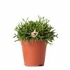 Rhipsalis Baccifera - H15cm, ø9cm - Plante D'intérieur -Cactus Jardin Soldes Magasin 3d871e1cd496dfc5