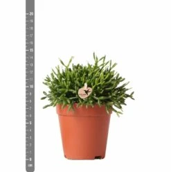 Rhipsalis Baccifera - H15cm, ø9cm - Plante D'intérieur -Cactus Jardin Soldes Magasin 3e1dfaec75687e9f