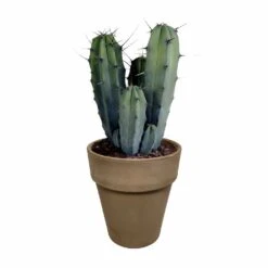 Myrtillocactus - H40cm, ø17cm - Plante D'intérieur Facile D'entretien -Cactus Jardin Soldes Magasin 3faa7c176cdf6c7b