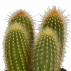 Cactus, Box De 3 Plantes - H15cm, ø10,5cm - Plantes D'intérieur -Cactus Jardin Soldes Magasin 446043fb59ca02cc